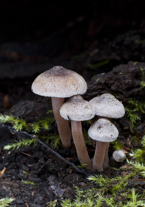 Inocybe petiginosa